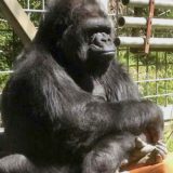 Smrt najpoznatije gorile 7