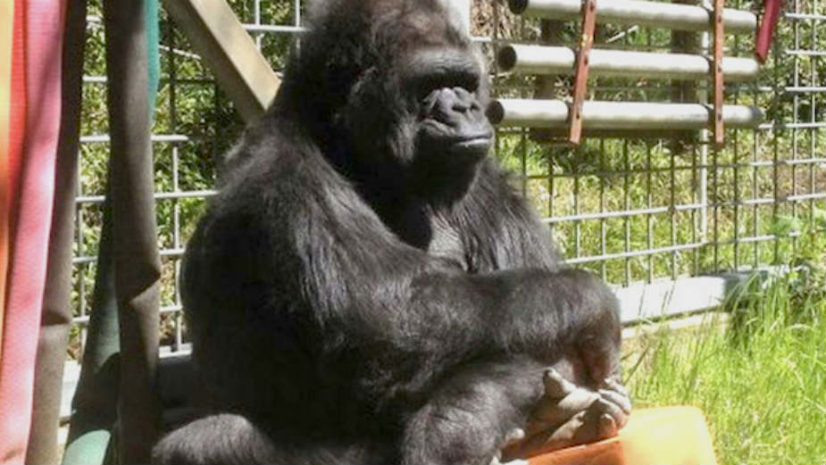 Smrt najpoznatije gorile 1