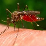 Komarci koji prestaju da piju krv, komarci 15