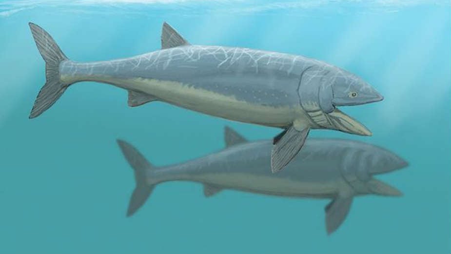 Riba kojoj nema ravne 1