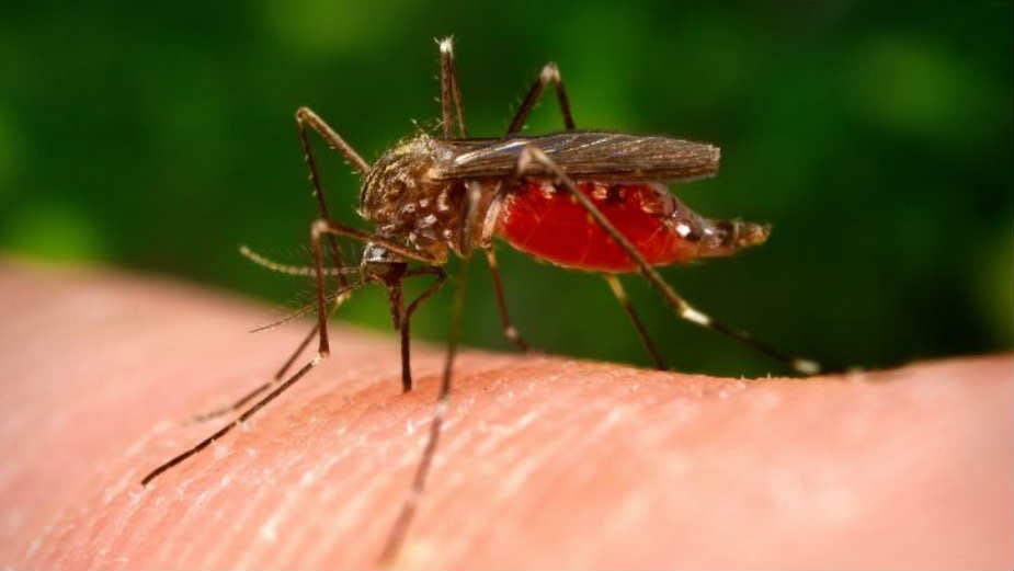 Komarci koji prestaju da piju krv, komarci 1