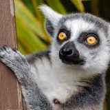 Kako zaštititi fantastične zveri 11