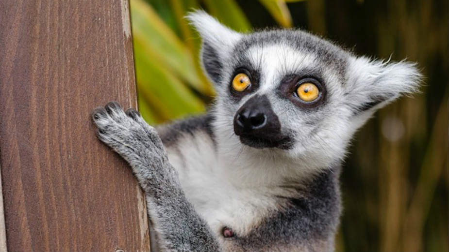 Kako zaštititi fantastične zveri 1