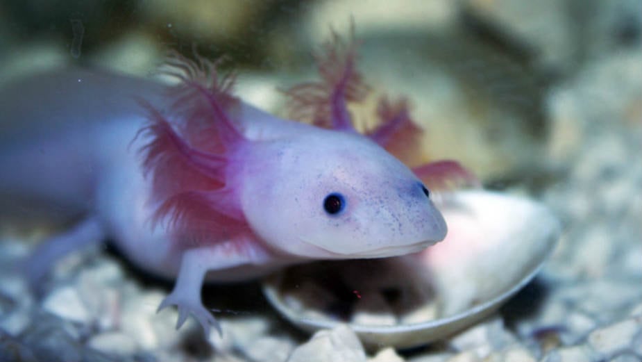 Tajne jednog genoma 1