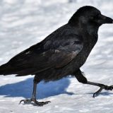 Gavrani koji gledaju u budućnost 1