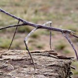 Paličnjaci, insekti koji putuju svetom 2