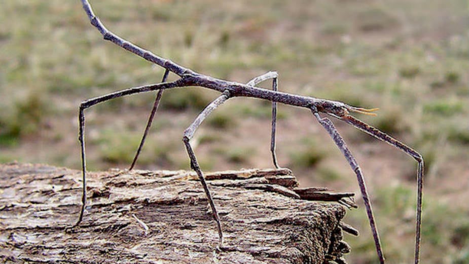 Paličnjaci, insekti koji putuju svetom 1