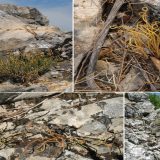 Otkrivena nova vrsta biljke na obroncima Stare planine 14