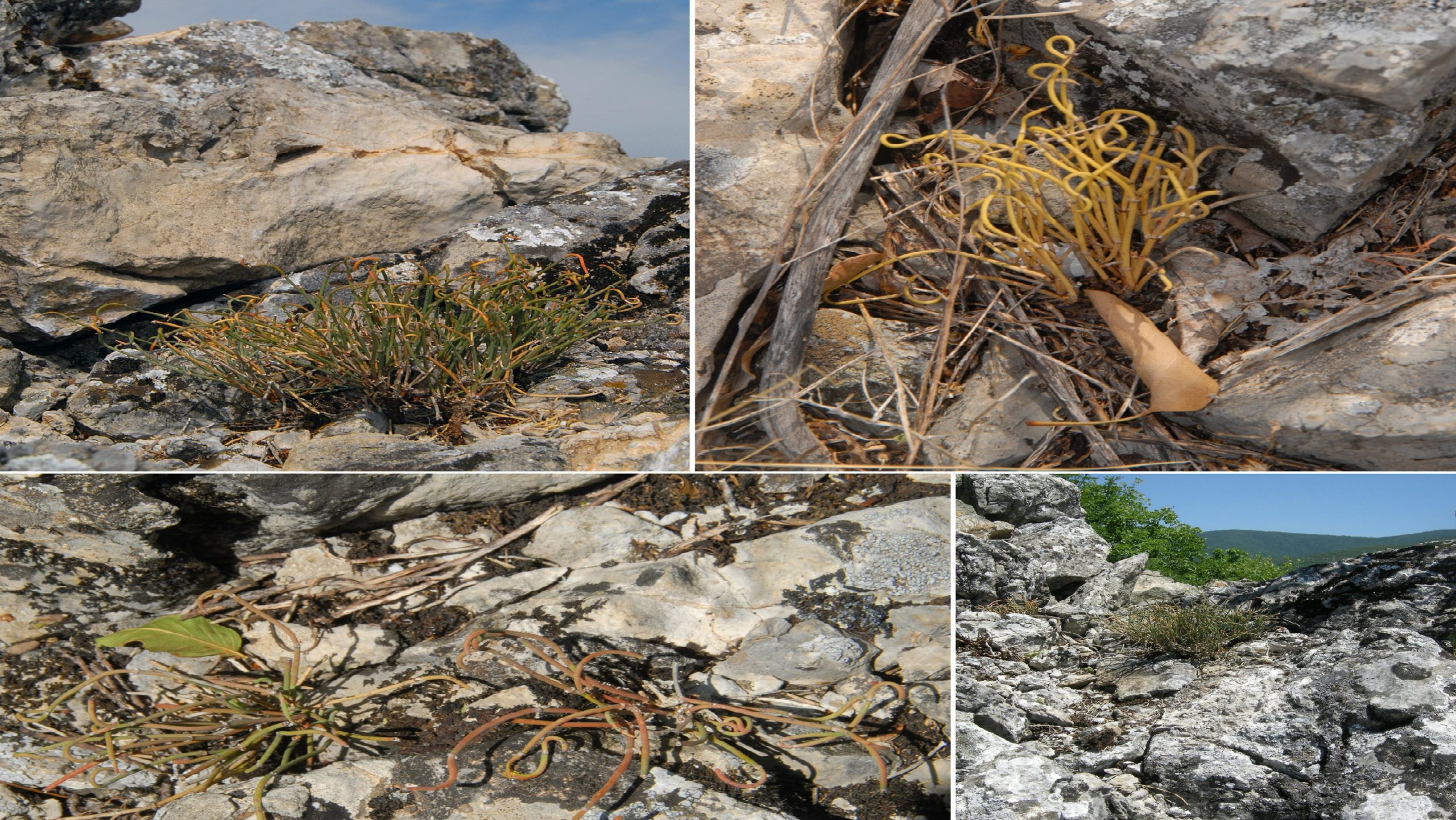 Otkrivena nova vrsta biljke na obroncima Stare planine 1