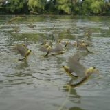 Fenomen "cvetanja Tise" očekuje se narednog vikenda 5