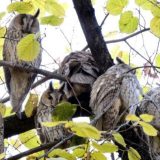 Koliko su sove korisne? 8