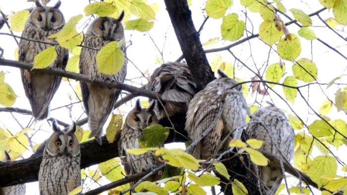 Koliko su sove korisne? 1