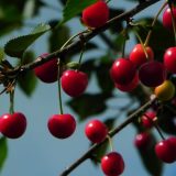 "Dani višanja" u selu Radonjica 9