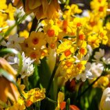 Beč: Praćenje koncetracije polena na pametnim telefonima 7