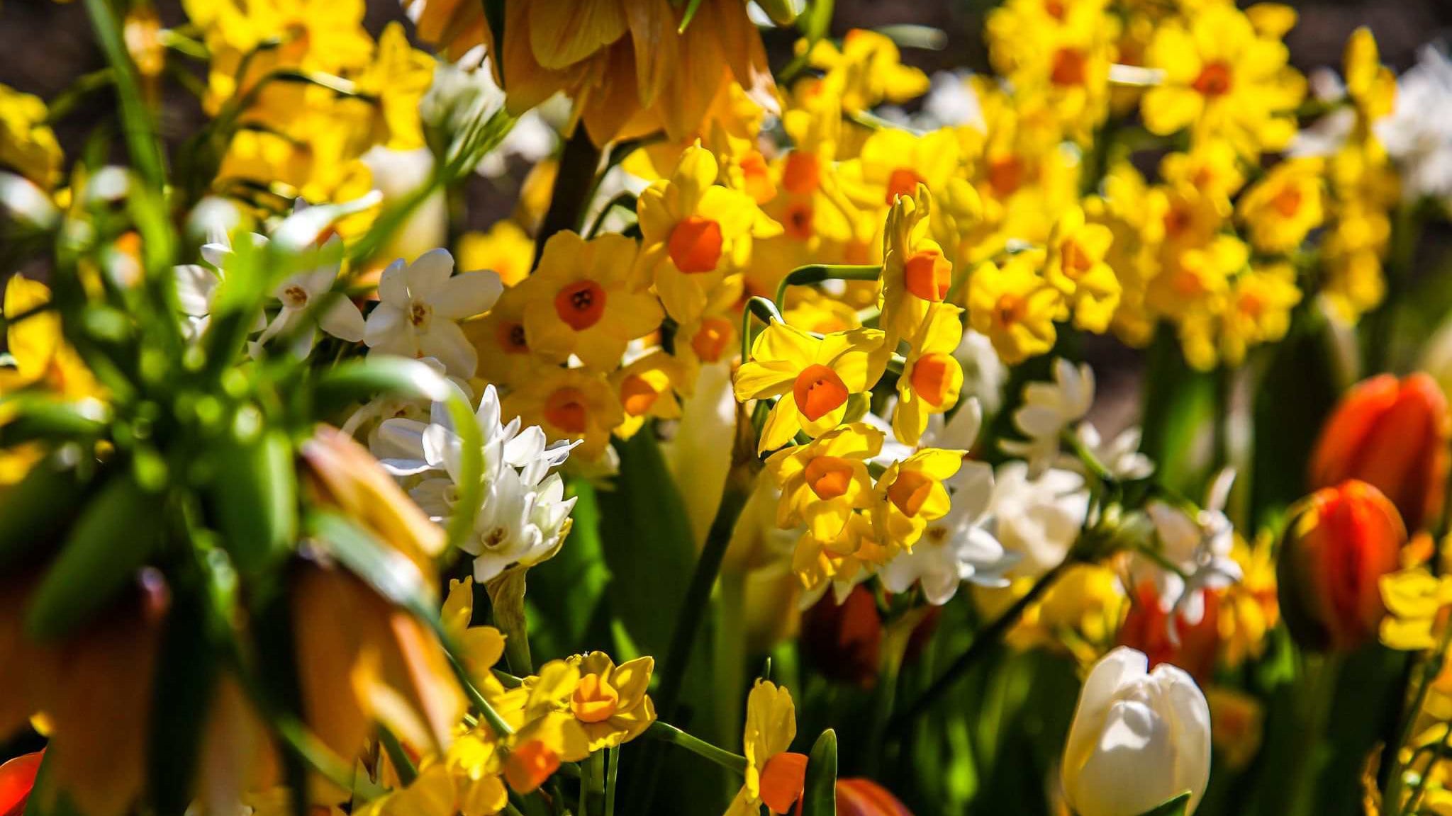 Beč: Praćenje koncetracije polena na pametnim telefonima 1 Beč: Praćenje koncetracije polena na pametnim telefonima 1