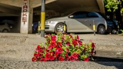 Građani Niša zasadili cveće u udarne rupe (FOTO) 3