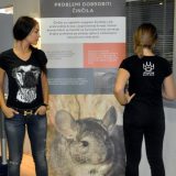 Uzgajanje činčila radi krzna predstavlja razvoj crne ekonomije 4