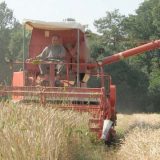 Oranice obećavaju dobar rod 1