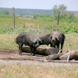 Šta se desi prasetu kad napusti dvorište? 3