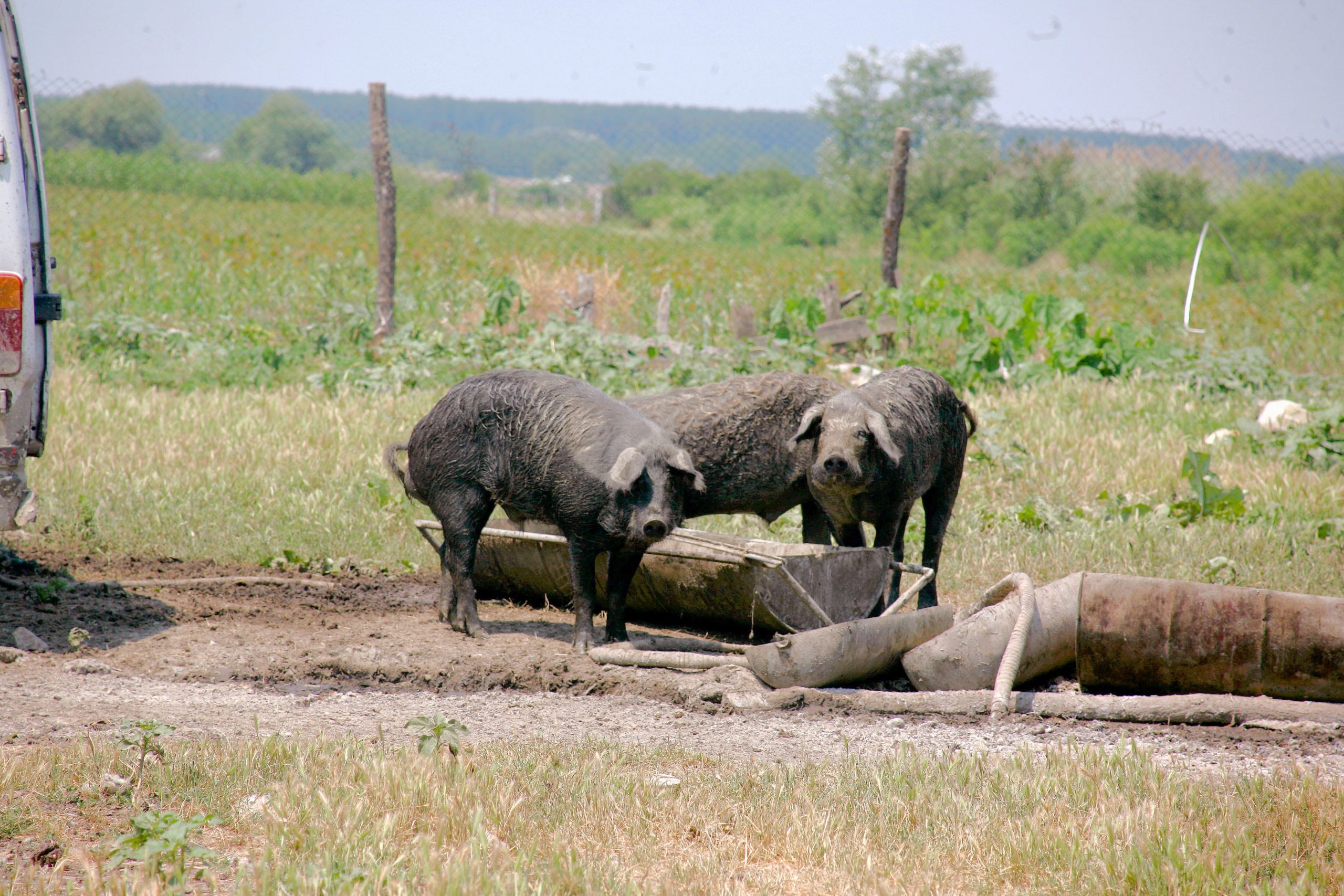 Šta se desi prasetu kad napusti dvorište? 1