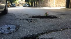 Građani Niša zasadili cveće u udarne rupe (FOTO) 5