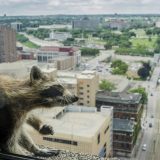 Rakun na 23. spratu izazvao veliku pažnju (VIDEO) 12