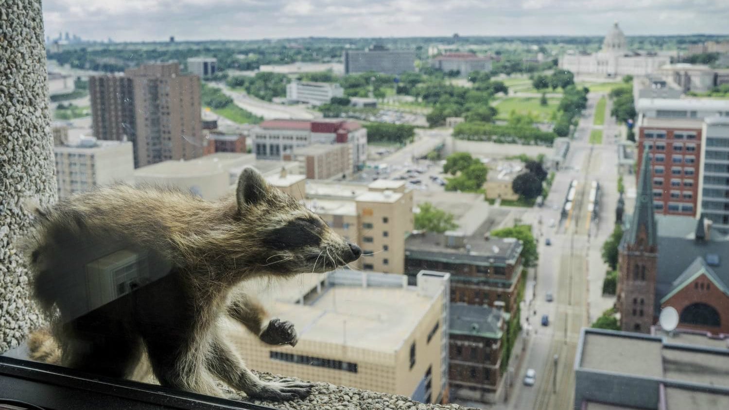 Rakun na 23. spratu izazvao veliku pažnju (VIDEO) 1