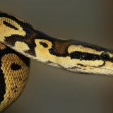 Piton progutao ženu u Indoneziji 13