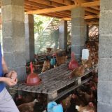 Sa Đilasom među kokoškama i jabukama 9