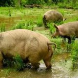 Najveći kompleks šuma hrasta lužnjaka u Srbiji 10