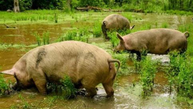 Najveći kompleks šuma hrasta lužnjaka u Srbiji 1
