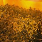 Otkrivene dve laboratorije za uzgoj marihuane 9