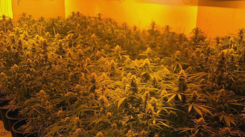 Otkrivene dve laboratorije za uzgoj marihuane 1