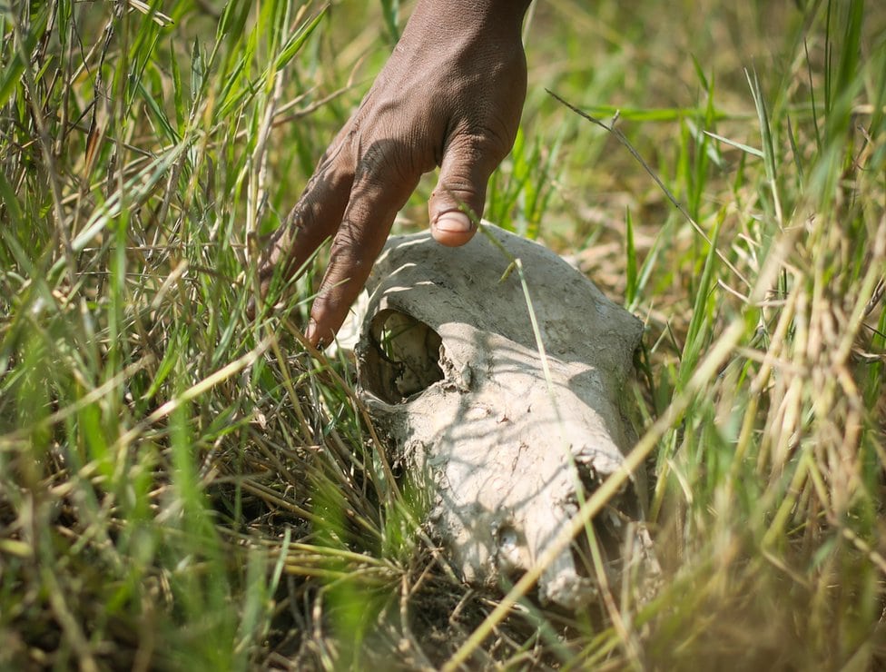 Zašto sakupljači kostiju u Indiji žive u strahu 8 The skull of an animal lying in the grass