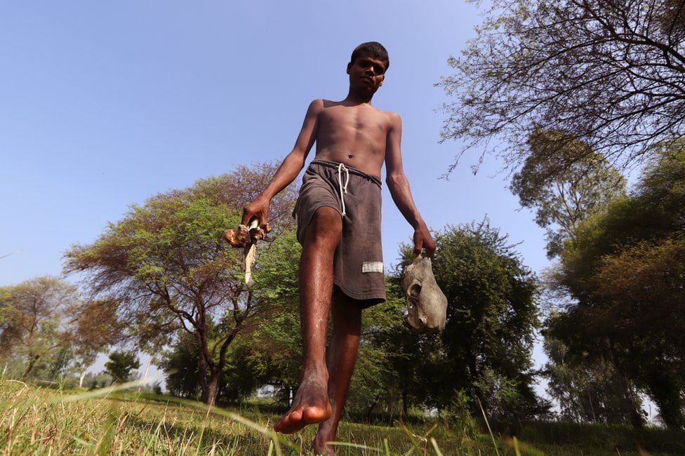 Zašto sakupljači kostiju u Indiji žive u strahu 9 Čotu nosi kosti životinja