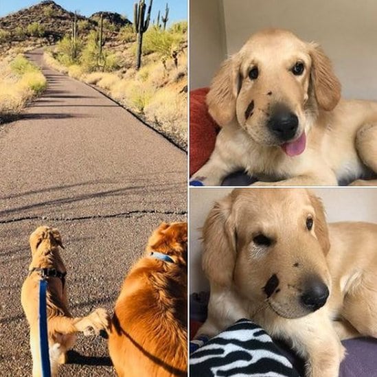 Tod u šetnji pre ujeda i posle ujeda