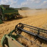 Rod žita slabijeg kvaliteta, ali dobar 13