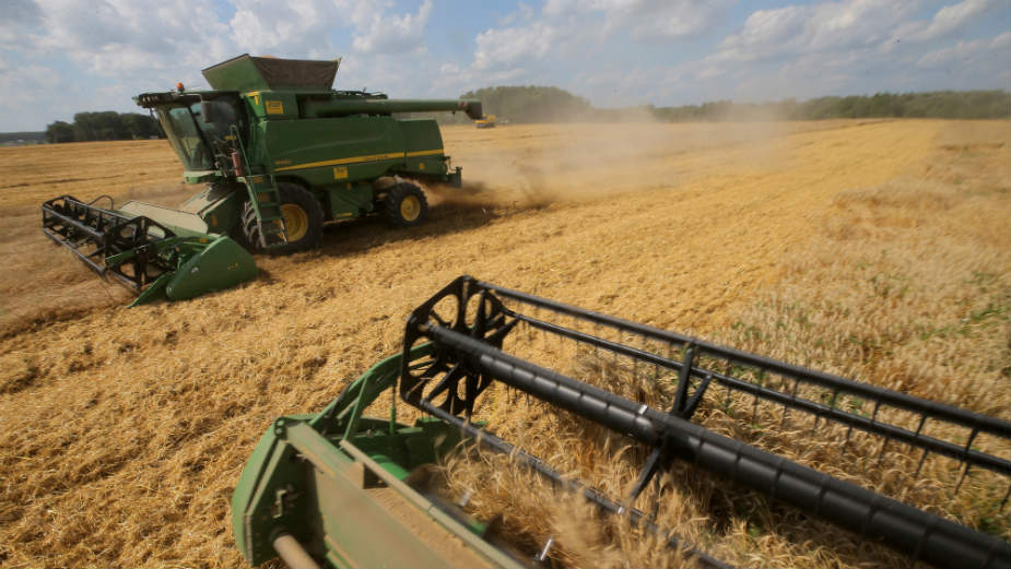 Rod žita slabijeg kvaliteta, ali dobar 1