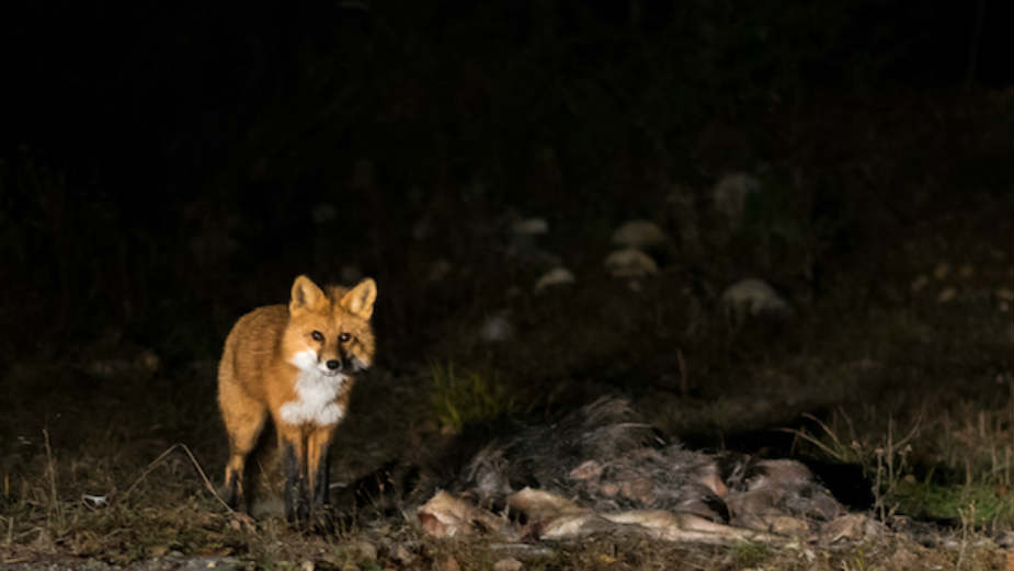 Bežeći od ljudi životinje postaju noćne ptice 1