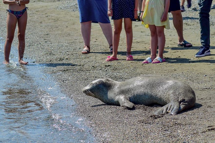 Grčka: Foka satima bila na pesku sa turistima 3 Grčka: Foka satima bila na pesku sa turistima 3