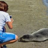 Grčka: Foka satima bila na pesku sa turistima 1