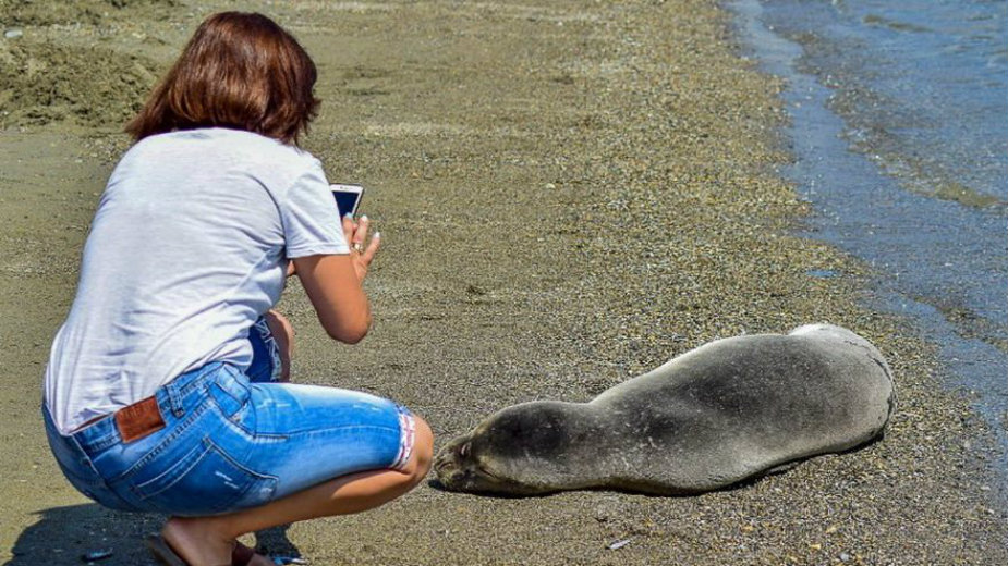 Grčka: Foka satima bila na pesku sa turistima 1