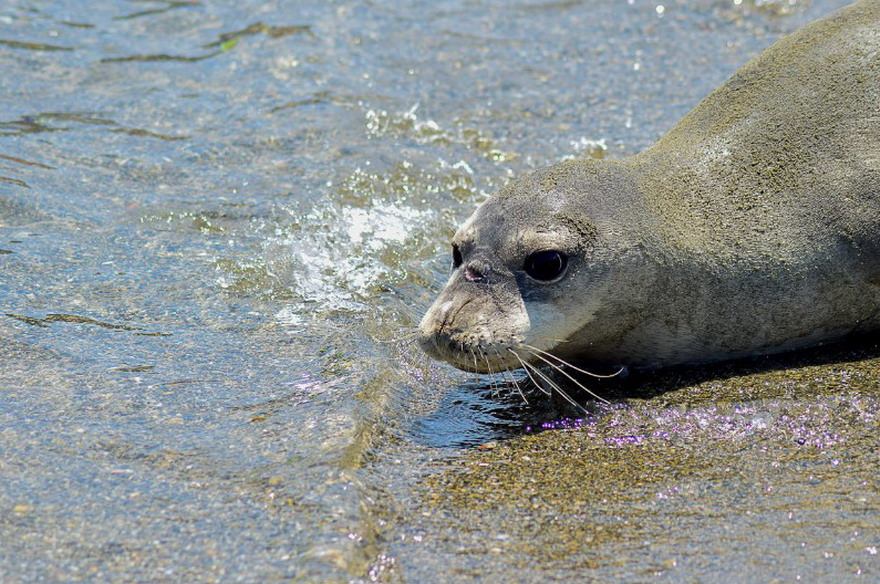 Grčka: Foka satima bila na pesku sa turistima 2 Grčka: Foka satima bila na pesku sa turistima 2