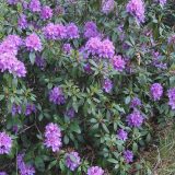 Šta je "bolest ludog meda"? 11