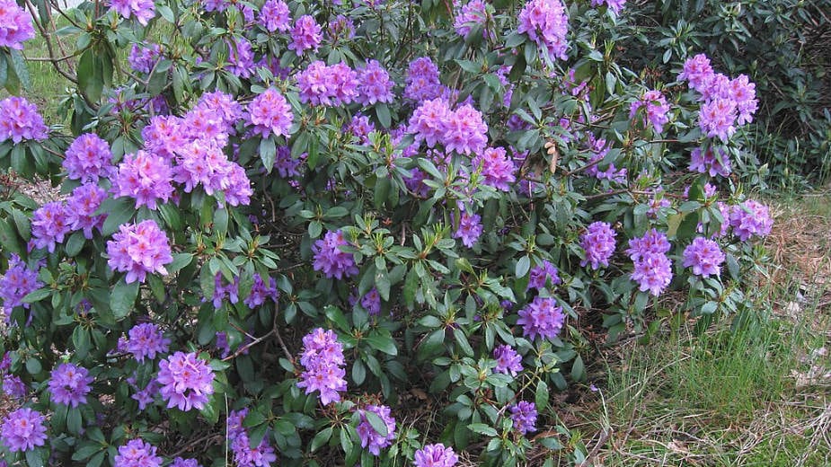 Šta je "bolest ludog meda"? 1