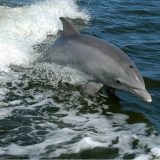U Kambodži umrla tri ugrožena slatkovodna delfina 5