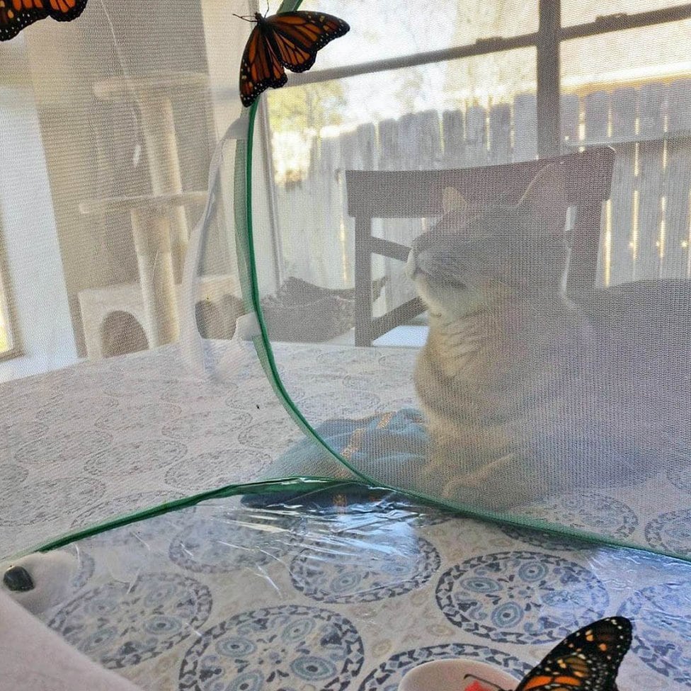 Mačak Floki merka kavez s leptirima