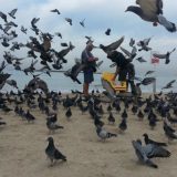 Golubovi učitelji 5