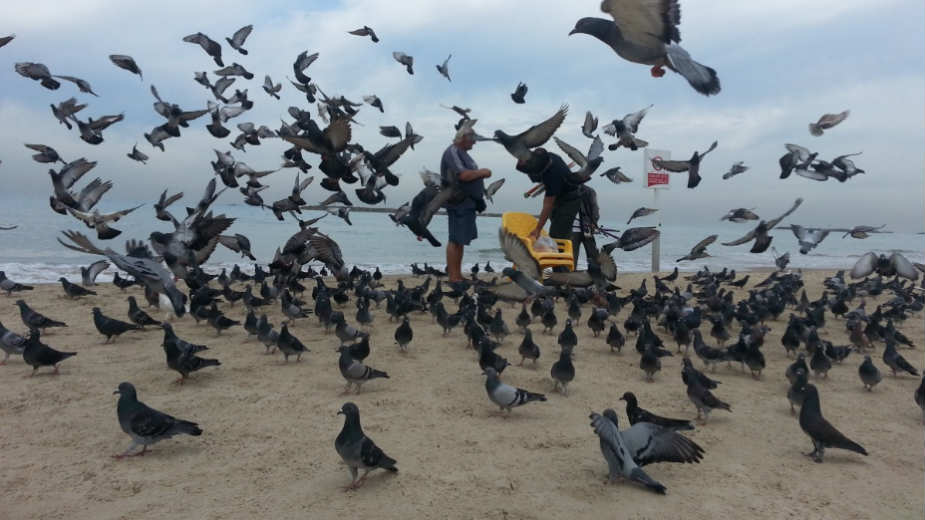 Golubovi učitelji 1