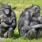 Evolucija empatije 9